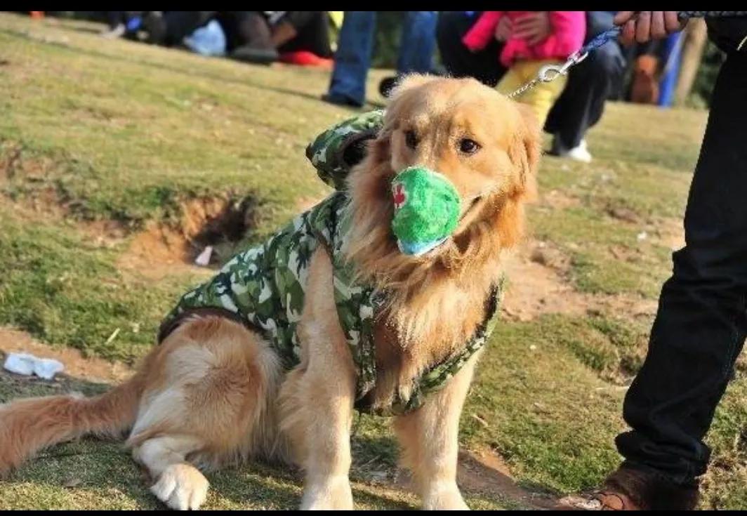 被孕猫抓伤怎么办_被狗狗抓伤需要打狂犬针吗_猫抓伤狂犬病几乎为0