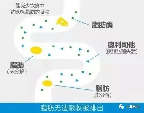 减肥药哪种最有效奥利司他_减肥药奥利司多少钱一盒_减肥药排名第一奥利司他