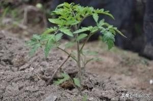 咪鲜胺使用_咪鲜胺混用_咪鲜胺和什么复配好