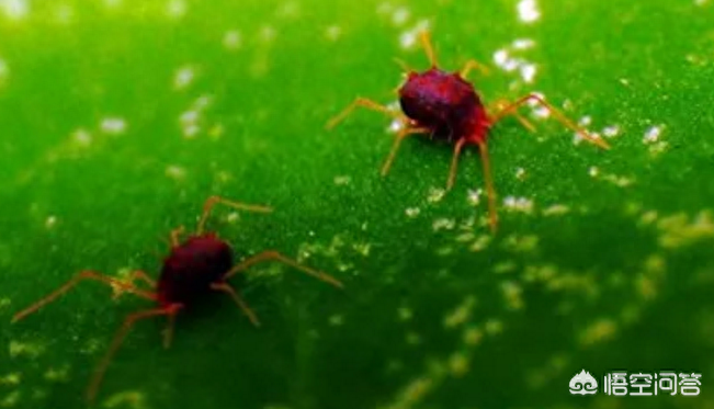 蚜虫药大全_蚜虫用什么药最有效_药蚜虫有效用什么杀虫