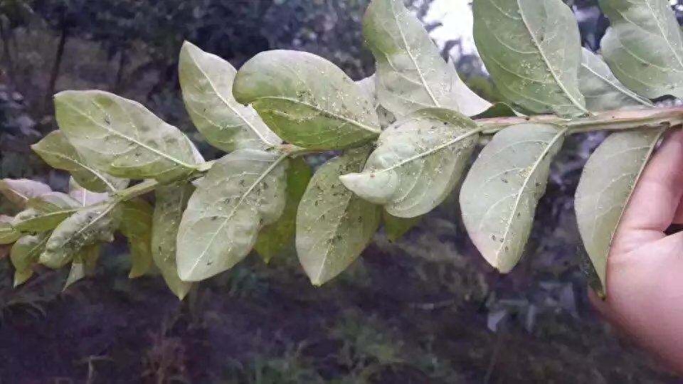 药蚜虫有效用什么杀虫_蚜虫用什么药最有效_药蚜虫有效用量是多少