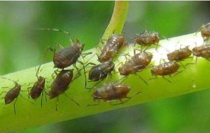 药蚜虫有效用量是多少_蚜虫用什么药最有效_药蚜虫有效用什么杀虫