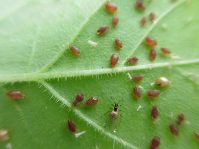 蚜虫用什么药最有效_药蚜虫有效用量是多少_药蚜虫有效用什么杀虫