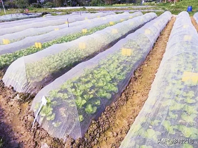 用白醋杀虫的比例是多少_自制杀虫剂配方白醋_自制白醋杀虫水