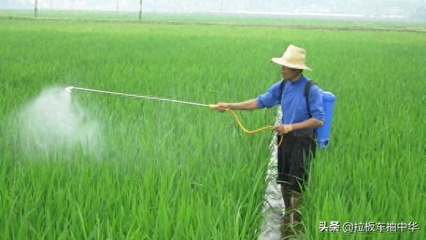 蚍虫林_蚍虫林能杀红蜘蛛吗_蚍虫啉的适用范围