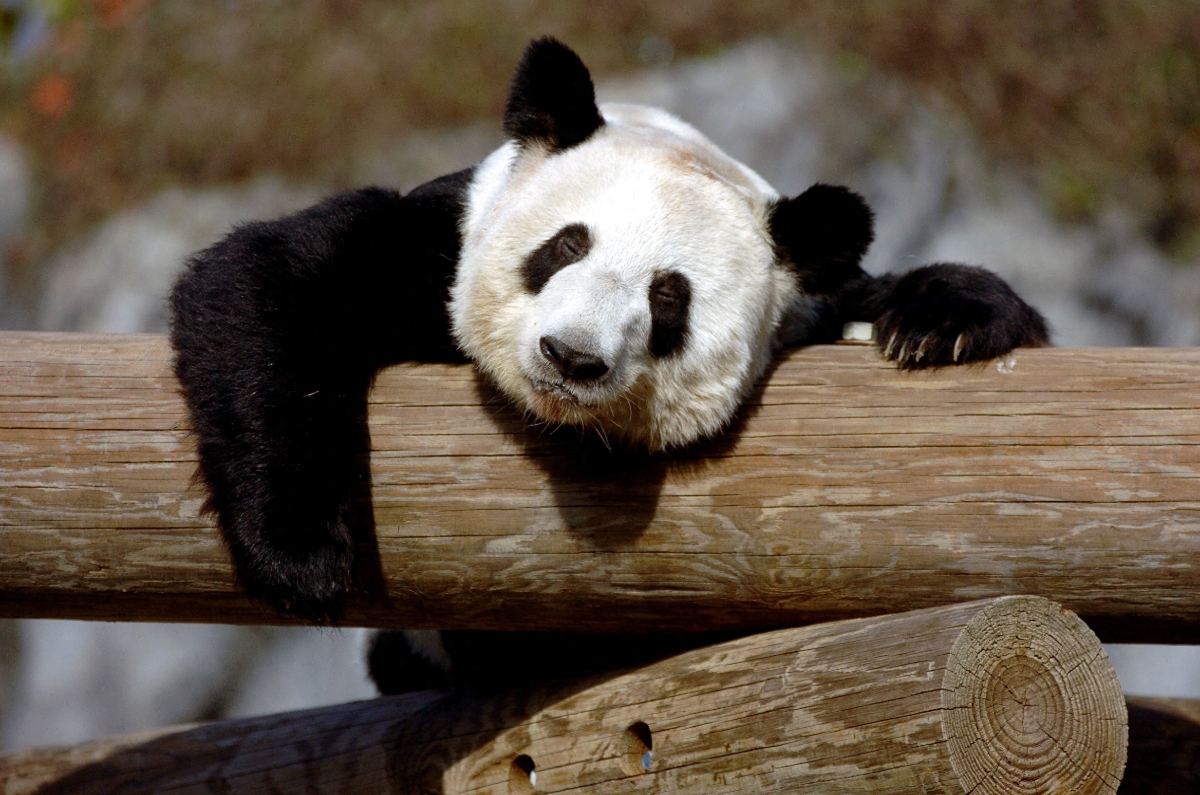 熊猫年龄大了会变瘦吗_熊猫年龄大了在哪里_大熊猫年龄