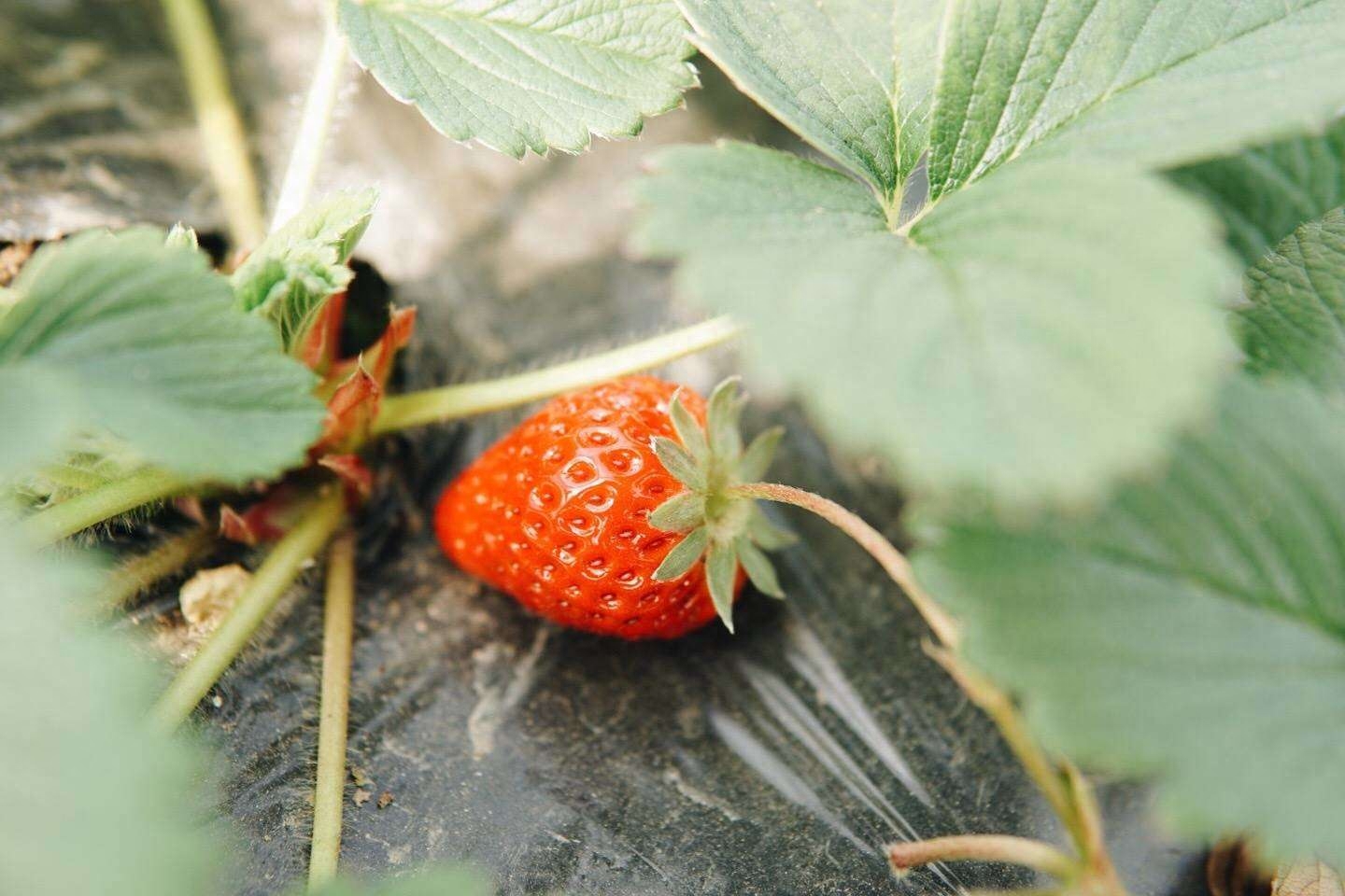草莓味_车汇总_椒盐味草莓_椒盐味草莓