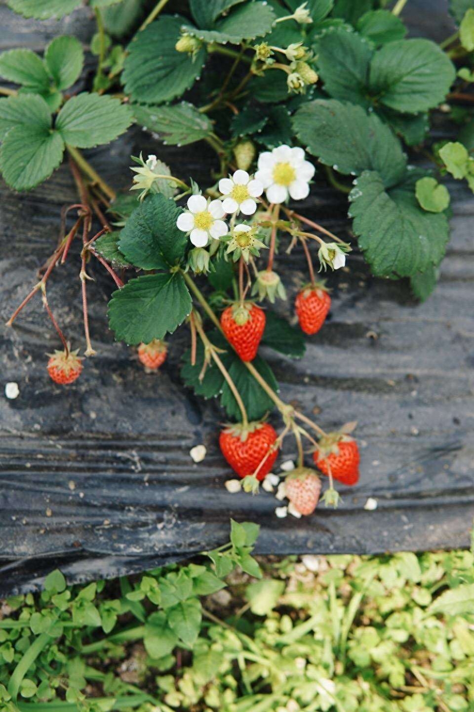 草莓味_椒盐味草莓_车汇总_椒盐味草莓