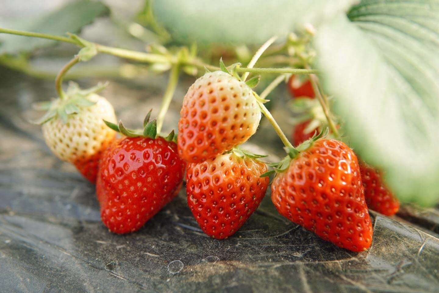车汇总_椒盐味草莓_草莓味_椒盐味草莓