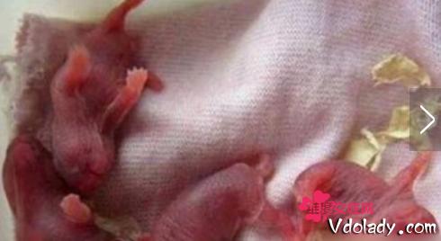 惊呆!女孩怀孕生下20只老鼠 都是卫生巾惹的祸