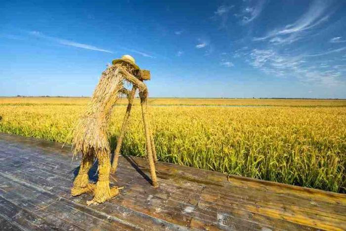 中国在售转基因生物_中国在售转基因生物3_基因转让是什么意思