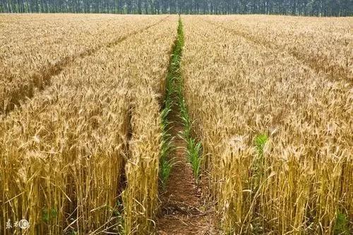 小麦叶面喷肥什么时候好_小麦叶喷施时候好面肥还是水肥_小麦叶面肥什么时候喷施最好