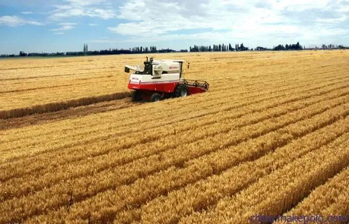 小麦叶喷施时候好面肥还是水肥_小麦叶面喷肥什么时候好_小麦叶面肥什么时候喷施最好