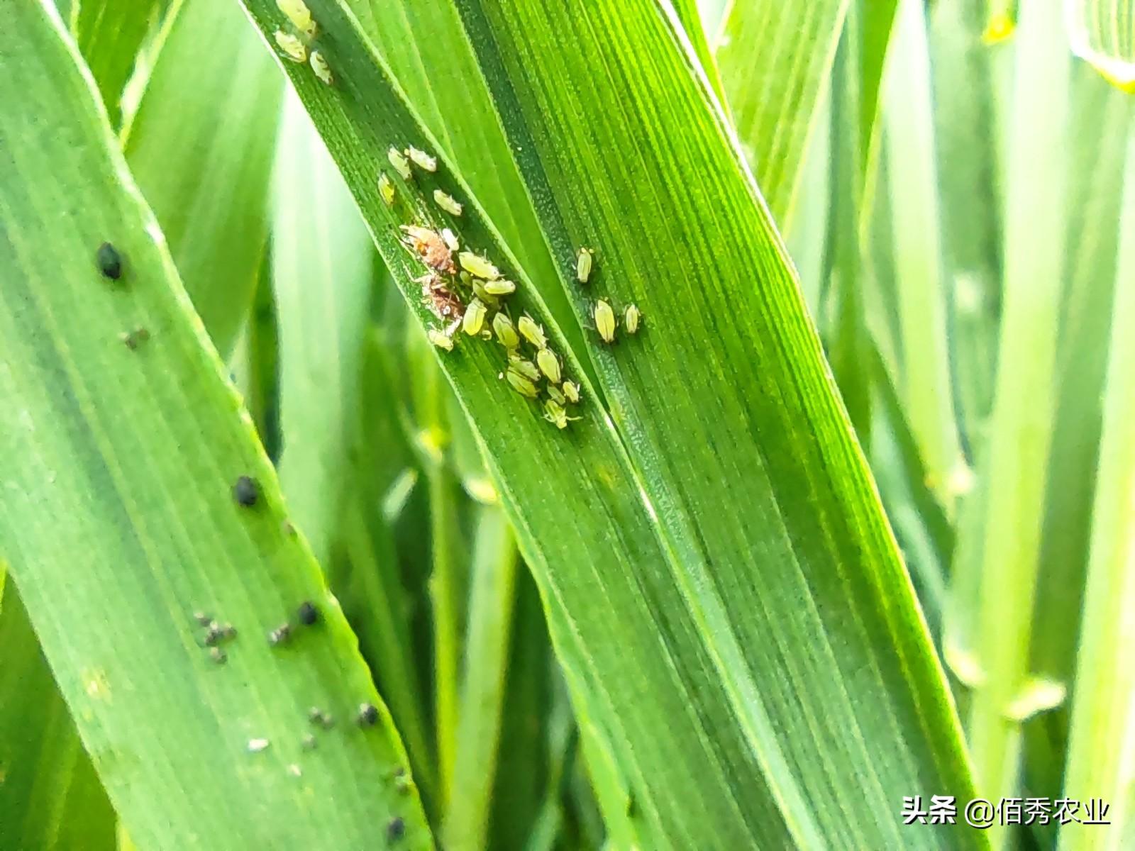 果树蚜虫用什么药最有效_果树药蚜虫有效用吗_果树蚜虫农药