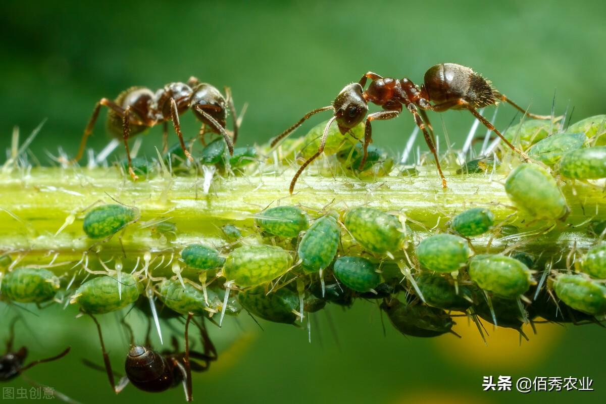 果树蚜虫用什么药最有效_果树药蚜虫有效用吗_果树蚜虫农药