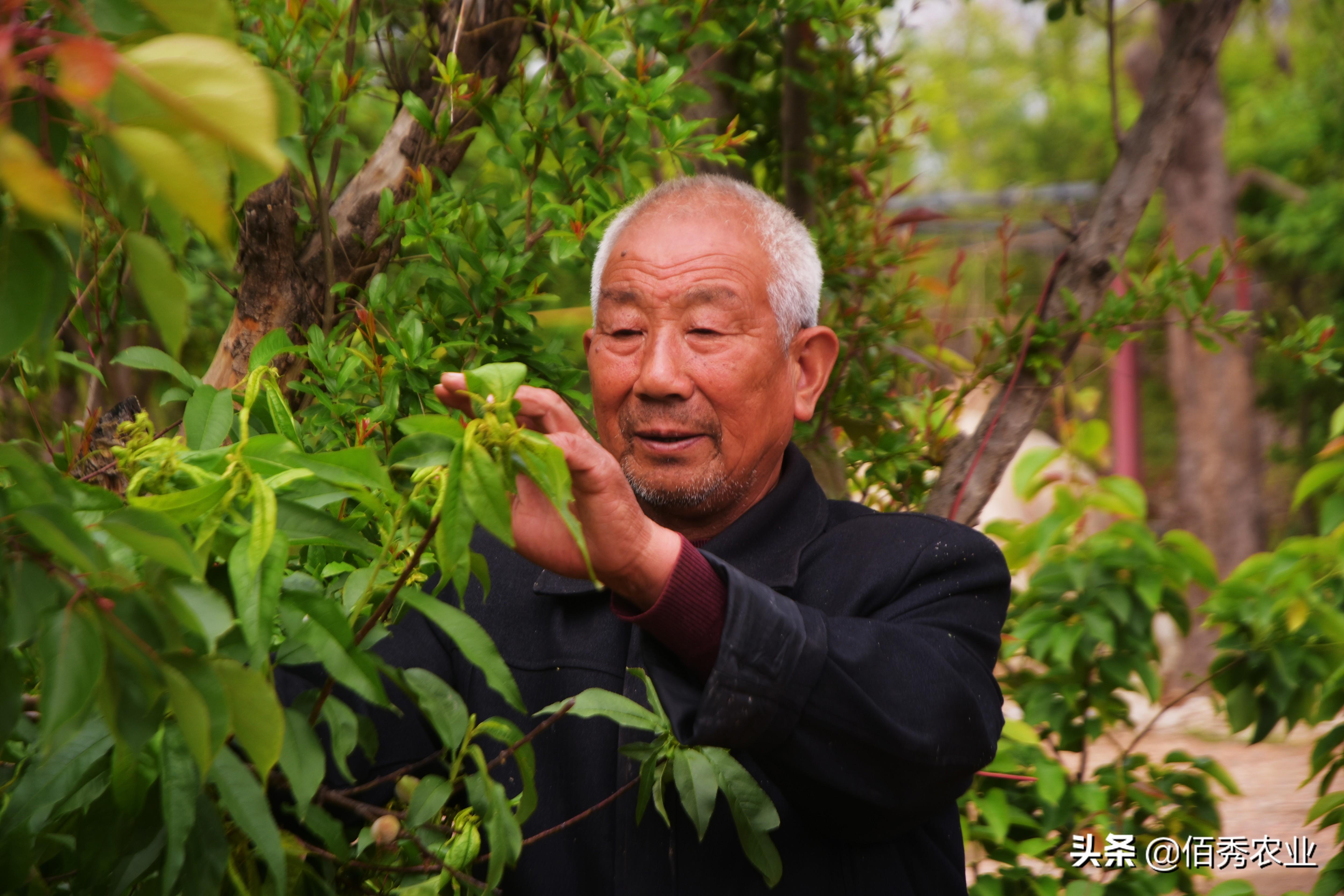 果树蚜虫用什么药最有效_果树药蚜虫有效用吗_果树蚜虫农药