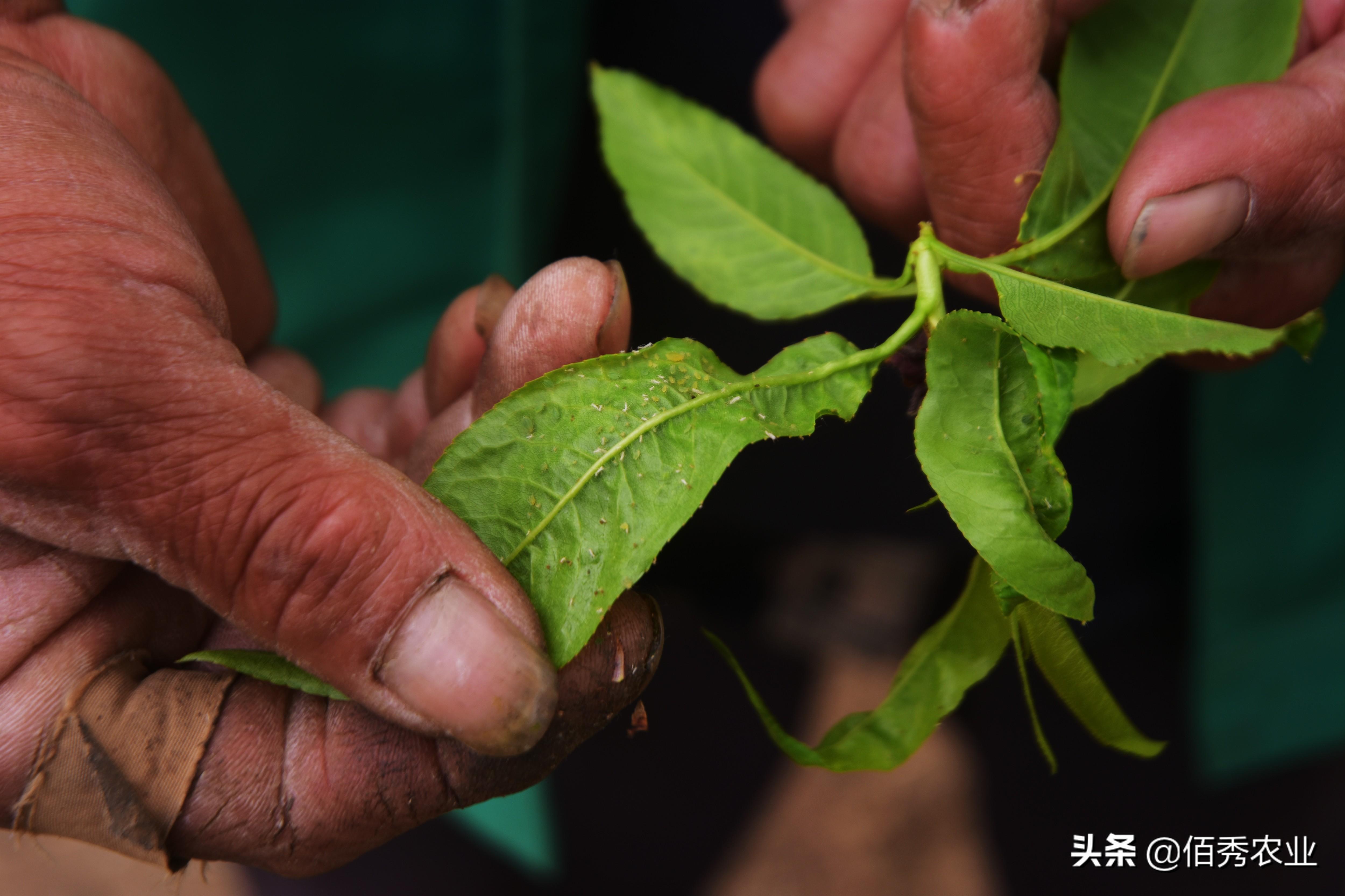 果树蚜虫农药_果树药蚜虫有效用吗_果树蚜虫用什么药最有效