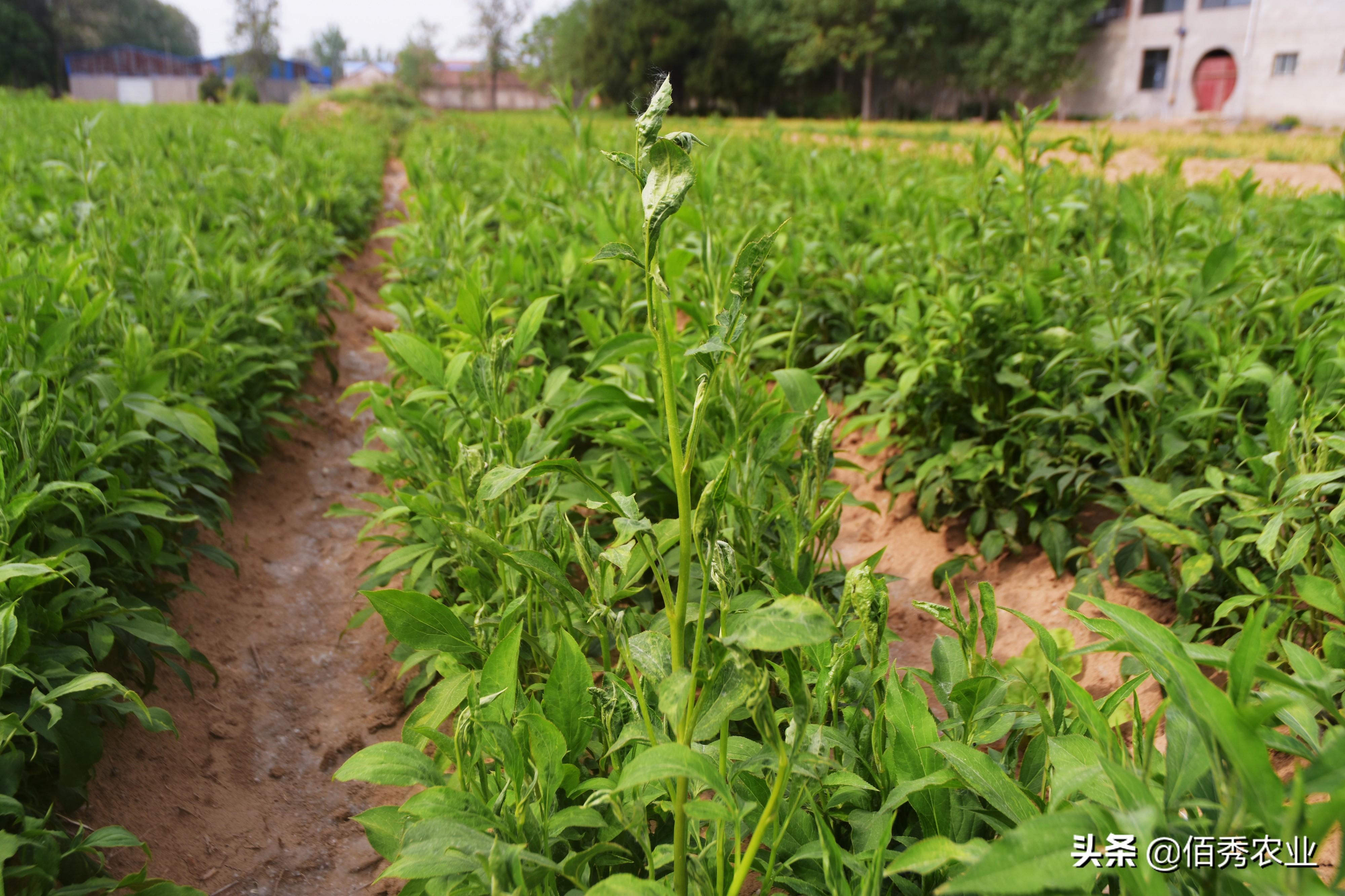 果树药蚜虫有效用吗_果树蚜虫农药_果树蚜虫用什么药最有效