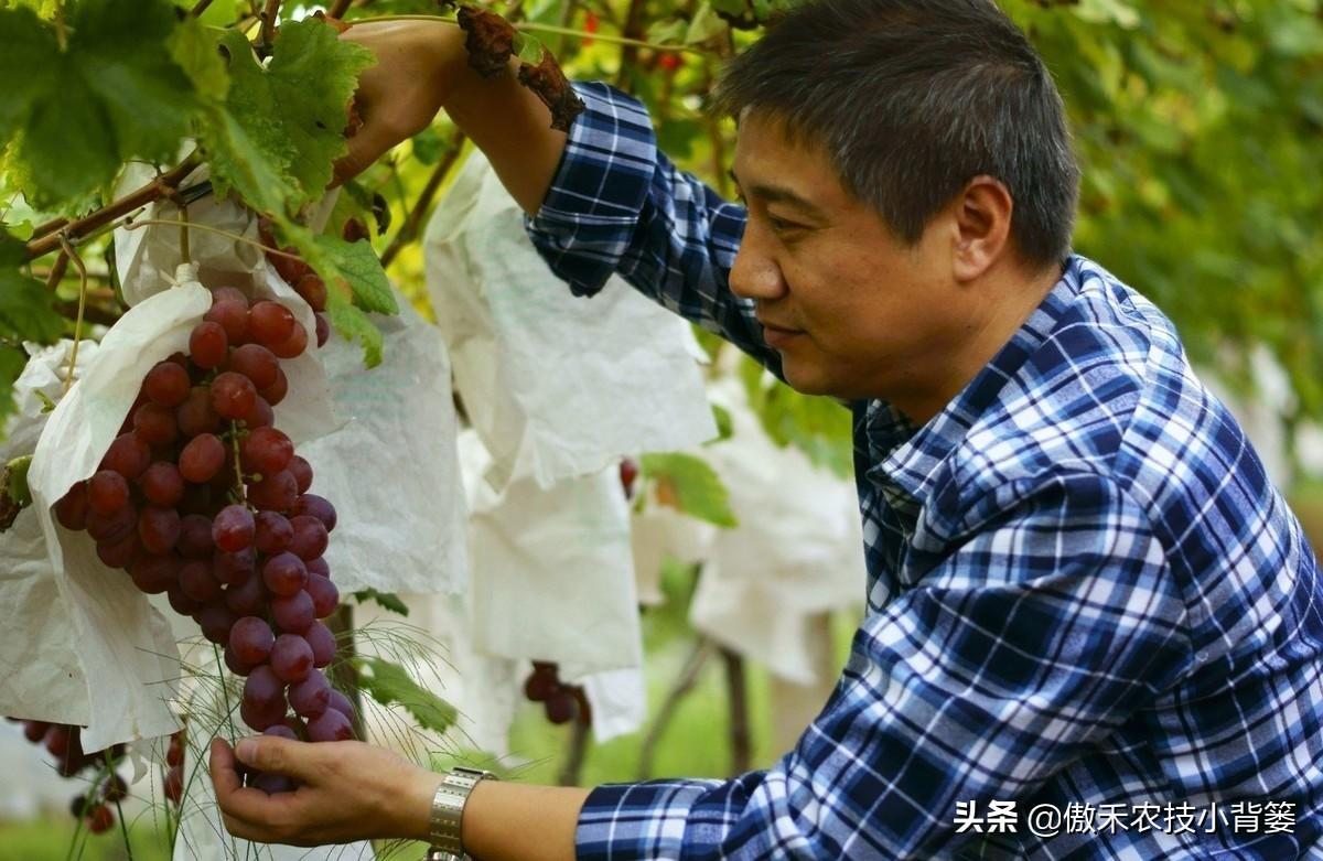 复硝酚钠优点和缺点_复硝酚钠毒性_复硝酚钠什么味道