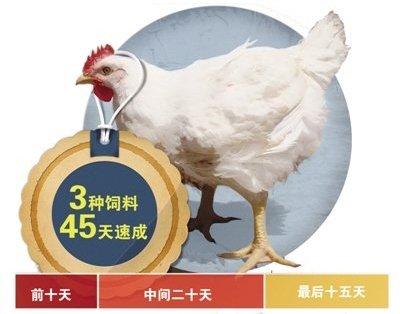 揭秘“速生鸡”:一只鸡吃18种抗生素 40天长5斤